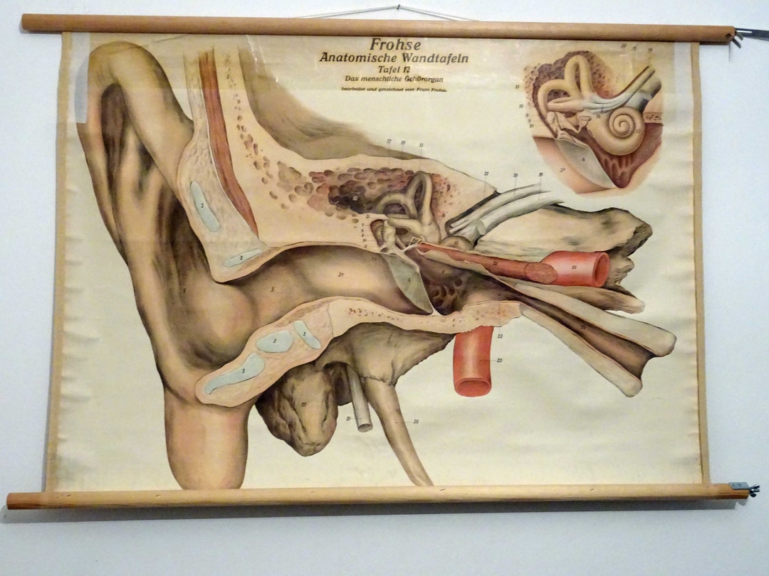 Vintage School Chart | the Ear II "frohse" / People / Body / Medicine ...