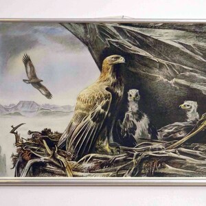Schulwandkarte | Steinadler / Adler / Greifvogel / Zoologie - retro vintage, deko, Poster, Plakat, Druck, Leinwand, Rollkarte, Lehrkarte