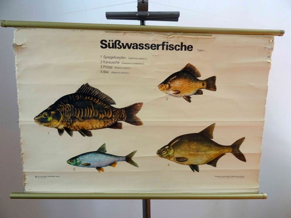 Carp Identification Chart