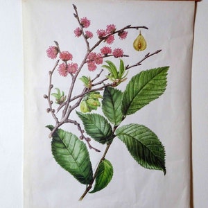 carte scolaire vintage | Orme champêtre (Ulmus minor) C11/16, rétro vintage, grille murale originale