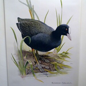 May include: A vintage illustration of a black coot bird with white markings on its head, standing in a marsh with green reeds. The illustration is titled "Blässhuhn - Fulica atra L."