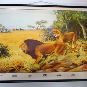 Schulwandkarte | Löwen 0047 - Zoologie - 1950er Jahre, sehr selten! retro vintage, Poster, Plakat, Druck, Leinwand, Rollkarte, Lehrkarte