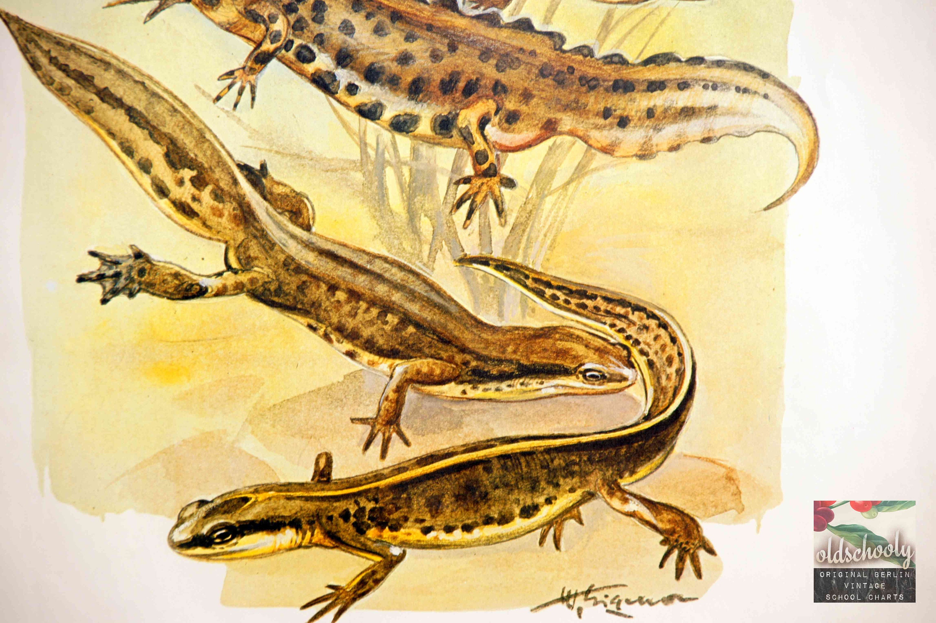 Newt Chart Vintage School Chart | Great Crested Newt, Pond Newt, Threaded Newt C14 ...