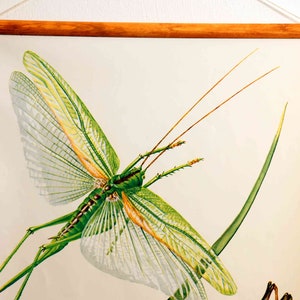 May include: A vintage educational chart featuring a detailed illustration of a green grasshopper with large, translucent wings. The chart is framed with a wooden frame and has the text "oldschooly" in the bottom right corner.