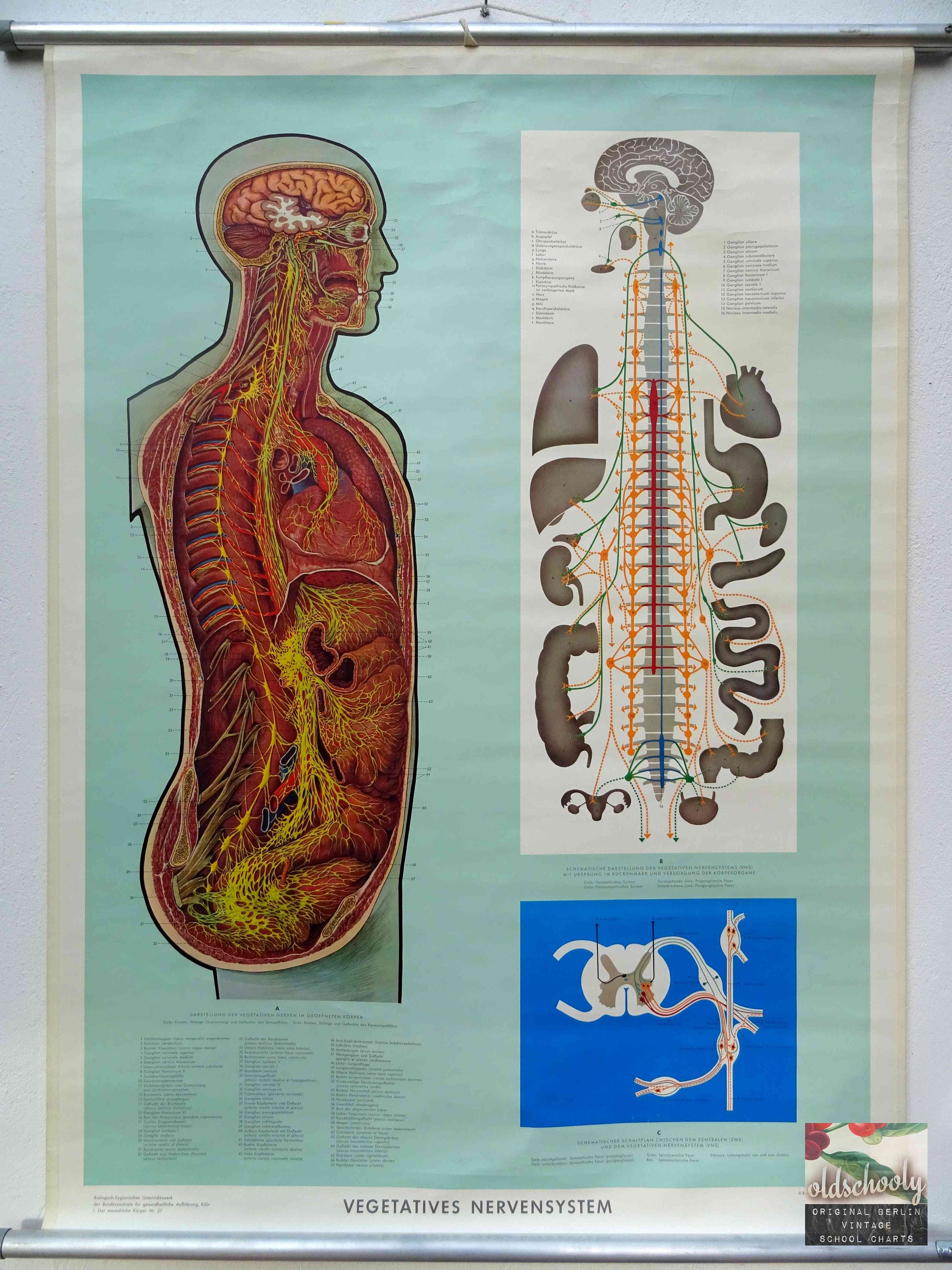 Vintage School Chart | the Brain & Central Nervous System / People ...