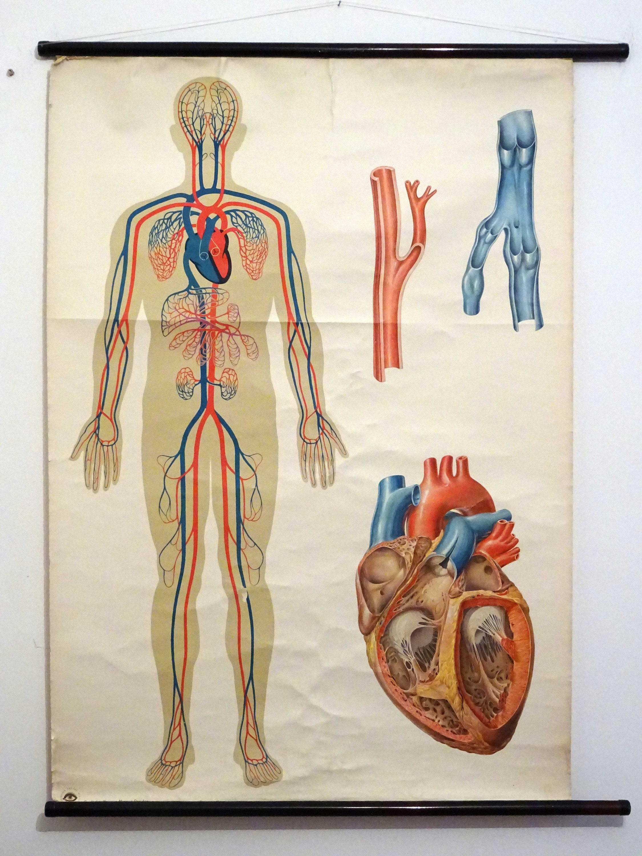 Vintage School Chart | Heart II / Body / Medicine, 80s, Retro Vintage ...