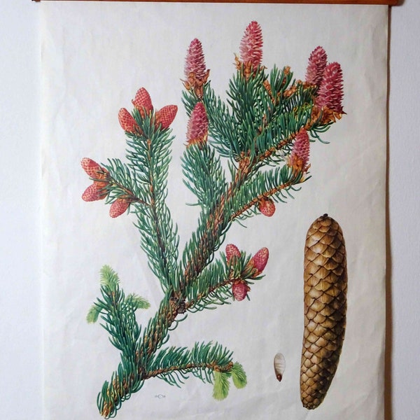 vintage school chart | Spruce C11/06 - Picea abies, retro vintage, original wall hanging chart