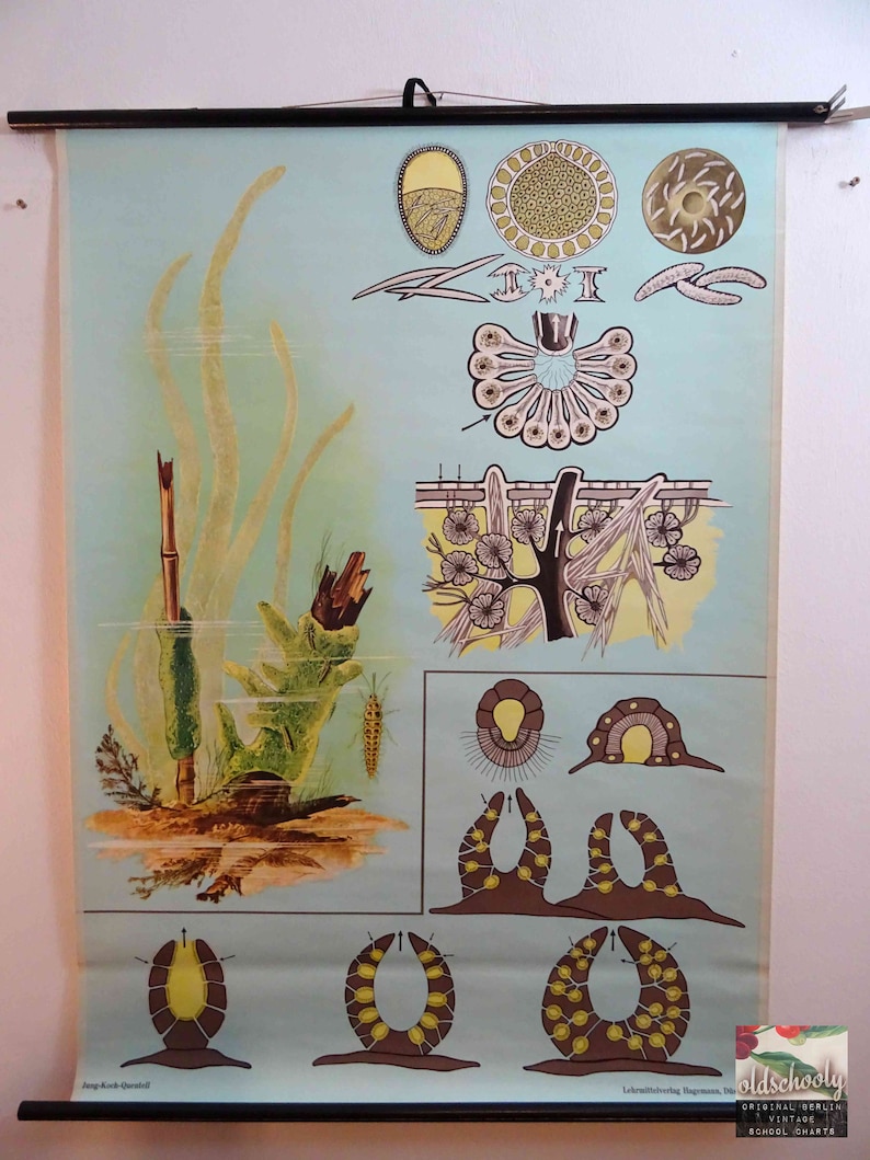 Vintage Sponge Biological Chart – 1970s German School Poster, Dark ...