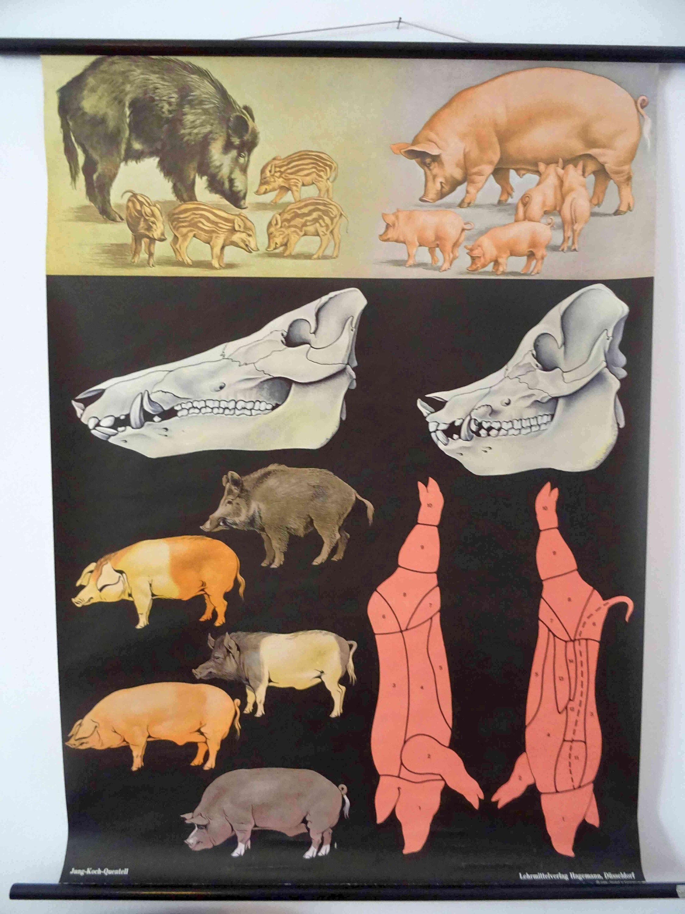 vintage-school-chart-pig-wild-boar-jung-koch-quentell-etsy