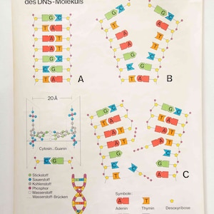 May include: A vintage educational chart illustrating the structure and replication of DNA. The chart features colorful diagrams of the double helix structure, with labels for adenine, thymine, guanine, cytosine, deoxyribose, and phosphate. The text "Der genetische Code I" is at the top of the chart.