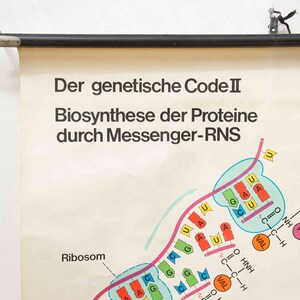 May include: A vintage educational chart titled "Der genetische Code II Biosynthese der Proteine durch Messenger-RNS" with a colorful diagram illustrating the genetic code and protein synthesis. The chart features a ribosome, messenger RNA, and various amino acids.