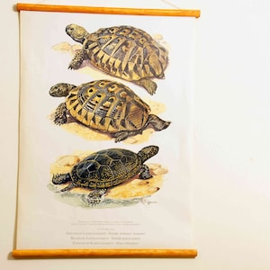 vintage school chart |  Greek tortoise, Moorish tortoise, European pond turtle C14/04, original wall hanging chart