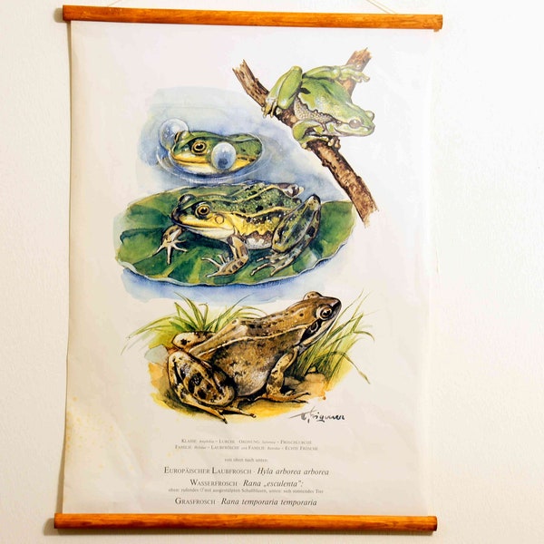 vintage school chart |  Tree frog, water frog, grass frog C14/02, original wall hanging chart