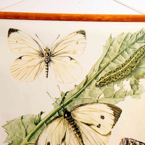 vintage school chart | Cabbage white butterfly - Pieris brassicae C12/05, original wall hanging chart