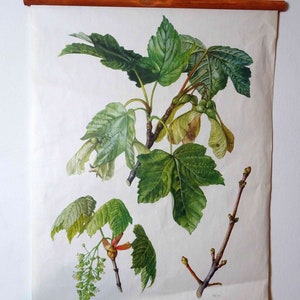 carte scolaire vintage | Érable des montagnes C11/09 - Acer pseudoplatanus, rétro vintage, grille murale originale