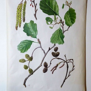 carte scolaire vintage | Aulne noir (Alnus glutinosa) C11/17, rétro vintage, tableau mural original