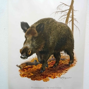 May include: A vintage educational chart depicting a detailed illustration of a wild boar, also known as a wild pig, standing on a bed of autumn leaves. The chart includes the scientific name "Sus scrofa LINNÉ" and the German word "Wildschwein".