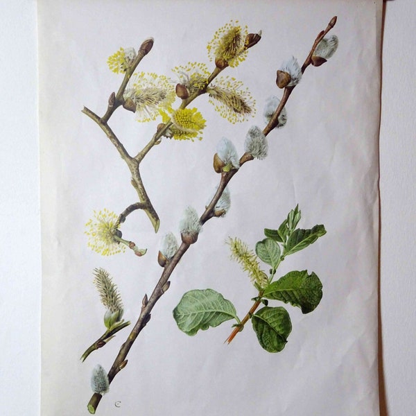 vintage school chart | Willow C11/05 - Salix caprea, retro vintage, original wall hanging chart