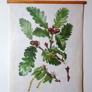 Schulwandkarte | Traubeneiche (Quercus petraea) C11/15, retro vintage, Poster, Plakat, Druck, Leinwand, Rollkarte, Lehrkarte