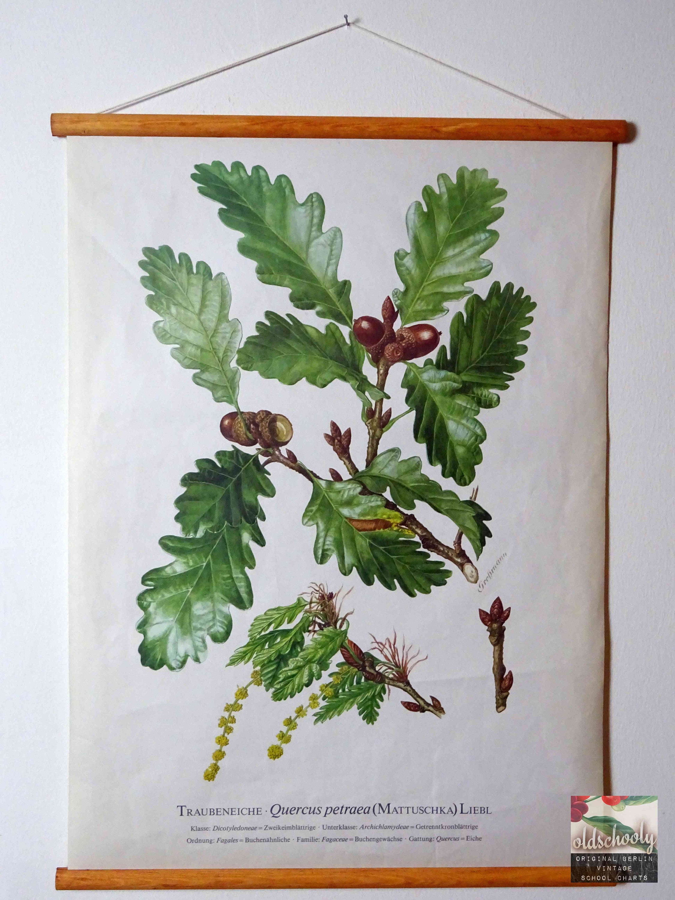 Sessile oak - Etsy 日本