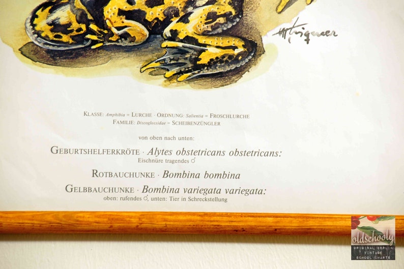 Toadstool Classification Chart Vintage School Chart | Midwife Toad, Fire-bellied Toad, Yellow-bellied ...