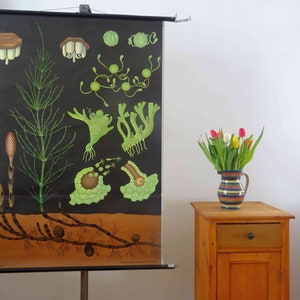 vintage school chart | field horsetail I - Jung Koch Quentell, 60's retro vintage, poster, poster, print, canvas 2nd original