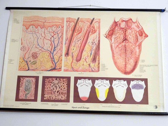 Which Tongue Are You Chart