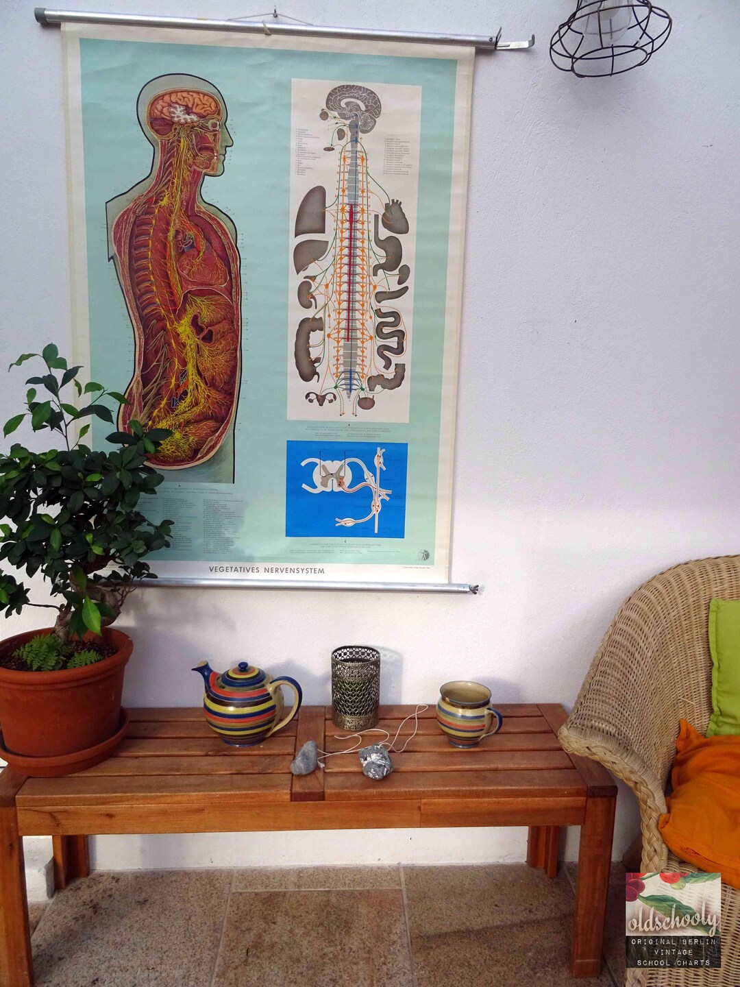 Vintage School Chart | the Brain & Central Nervous System / People ...