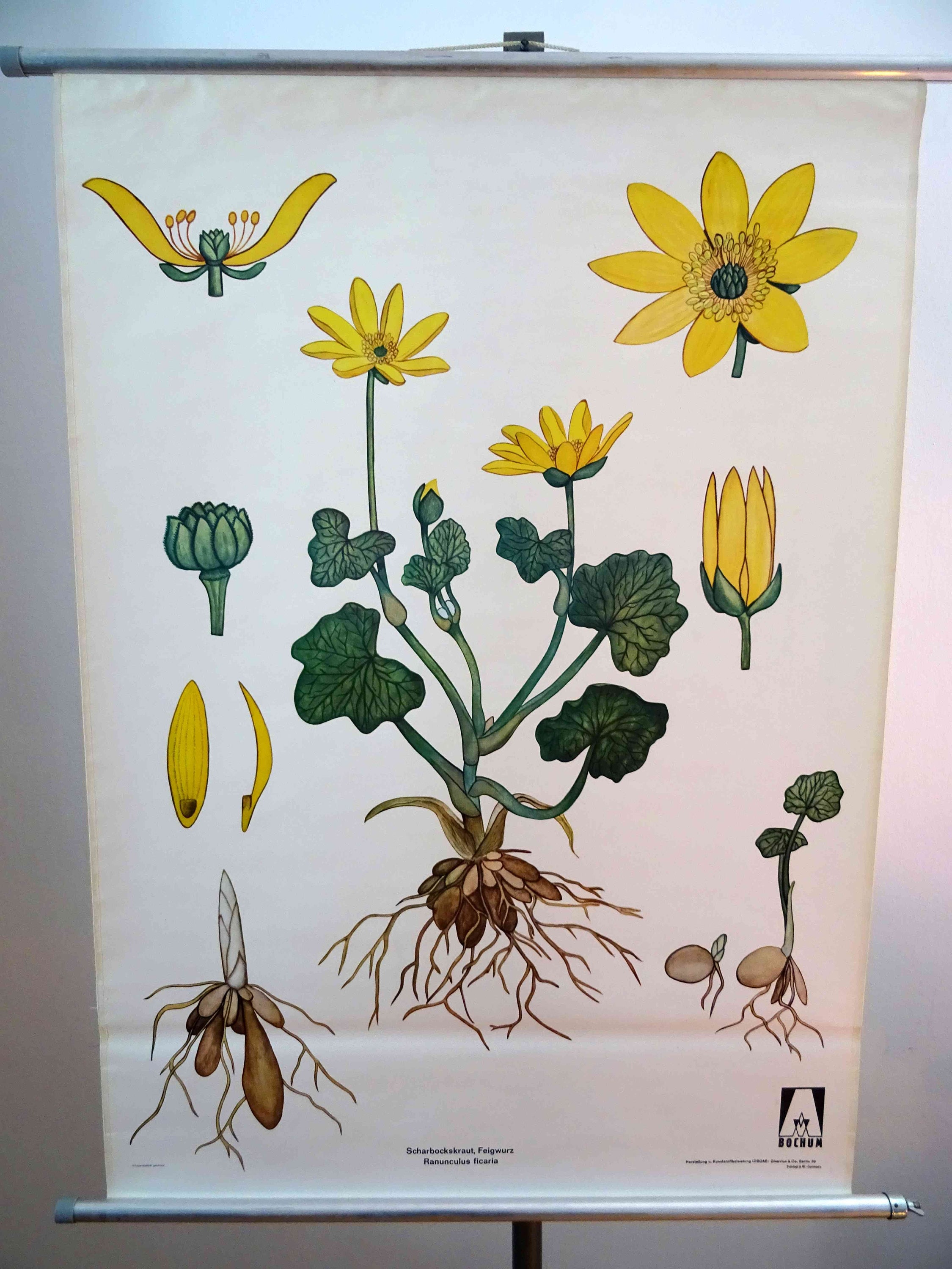 Vintage School Chart | Celandine / Cowberry (ranunculus Ficaria ...