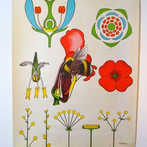 Schulwandkarte Blüten und Blütenstände 0120 Biologie, 70er, retro vintage, deko