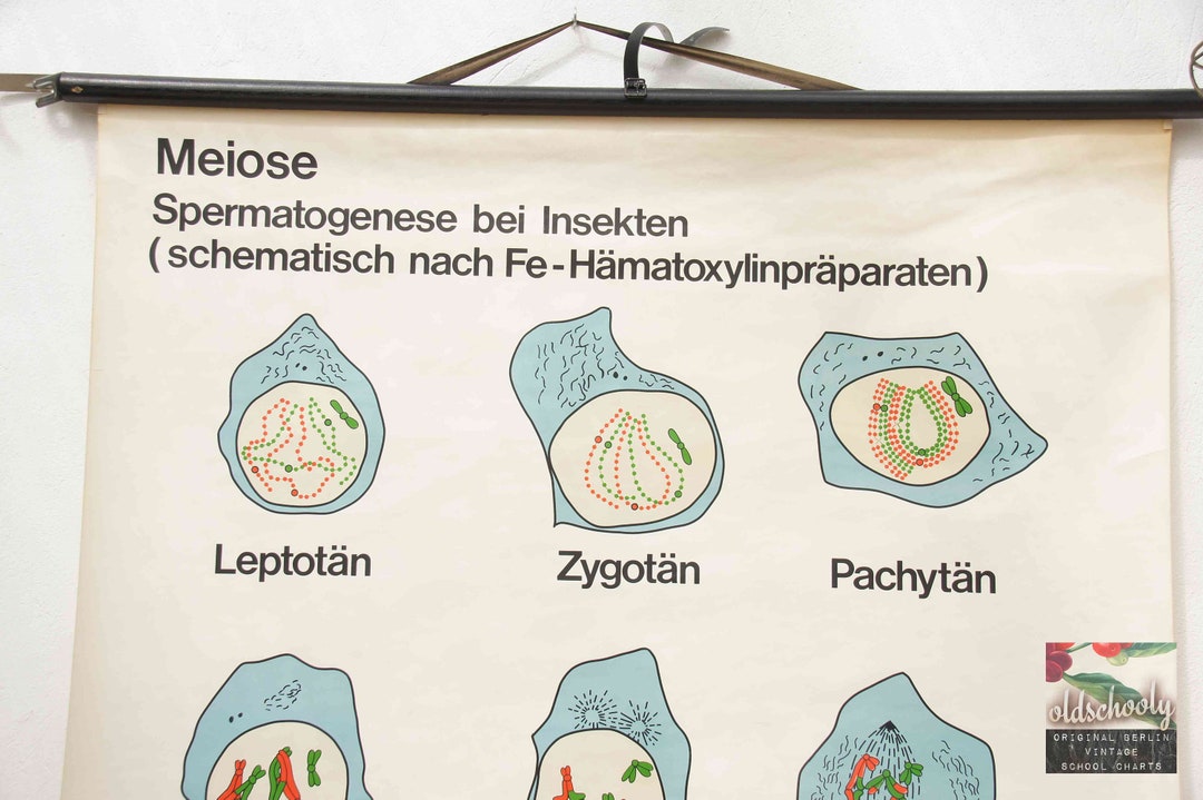 Vintage School Chart | Cell Division - Meiosis 0123, 1990s, Retro ...