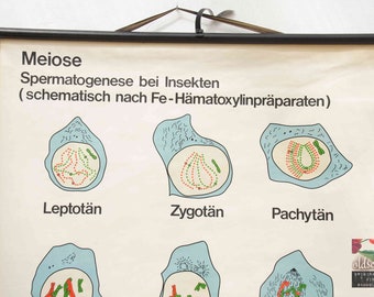 vintage school chart | Cell division - meiosis 0123, 1990s, retro vintage, print, canvas , original wall hanging chart, germany
