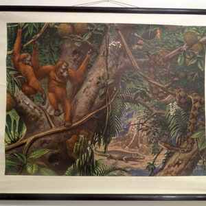 Könnte beinhalten: Vintage Lehrtafel, die eine Dschungelszene mit zwei Orang-Utans, einer Schlange, einem Krokodil und verschiedenen tropischen Pflanzen zeigt. Die Tafel ist auf einem leinwandartigen Material gedruckt und hat oben eine Holzrolle.