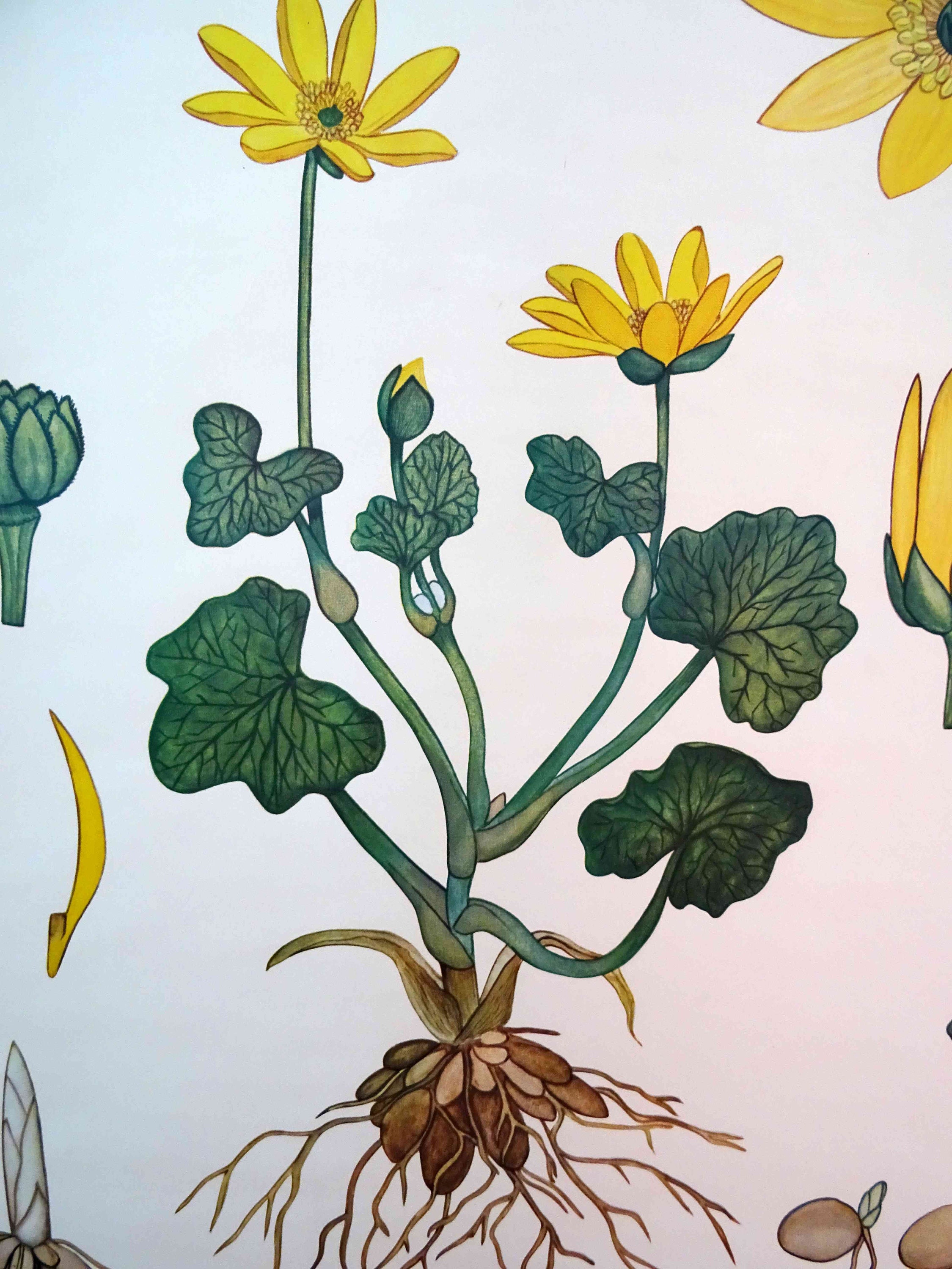 Vintage School Chart | Celandine / Cowberry (ranunculus Ficaria ...