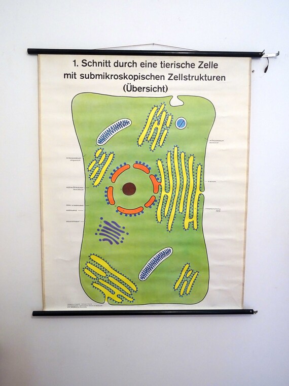 Illustration d'une structure cellulaire fictive avec une paroi