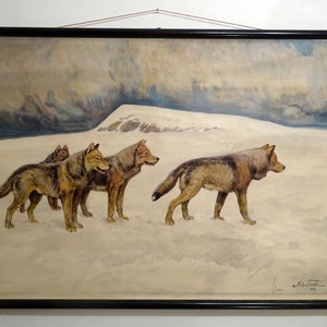 zabytkowa tablica szkolna | Wilk 0039 - Zoologia - retro vintage, oryginalna tablica ścienna