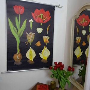 carte scolaire vintage | Tulipe 0062 - Jung Koch Quentell, vintage rétro des années 70, tableau scolaire, affiche, tableau mural original en toile