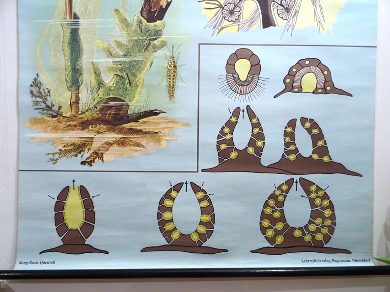 Vintage School Chart | Sponge II - Jung Koch Quentell, 60's Retro ...