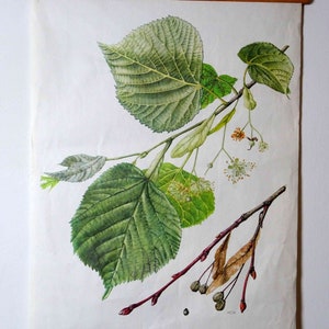 carte scolaire vintage | Tilleul d'été - Tilia platyphyllos C11/12, rétro vintage, grille murale originale