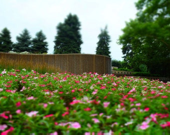 Lush Pink Vinca Flowerbed - Vibrant Garden Landscape Photography