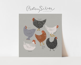 Op de afbeelding: Illustratie van zes verschillende soorten kippen, elk met een unieke kleur en patroon. De rassen zijn Plymouth Rock, Cochin, Leghorn, Rhode Island Red, Australorp en Sussex.