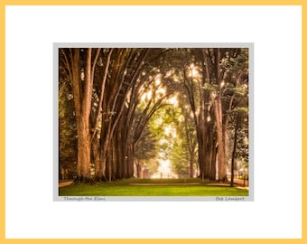 Vintage Penn State Photo: Elm Trees Print, Signed & Matted