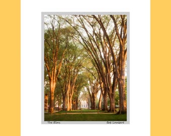 Vintage Penn State Photo: Elm Trees, Hand Signed (Unframed)