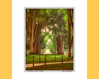 Vintage Penn State Photo: Elm Trees Print, Hand Signed (Unframed)