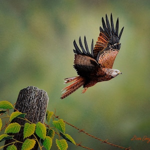 Red Kite print, bird of prey in flight
