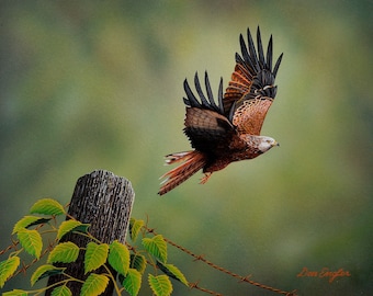 Red Kite print, bird of prey in flight