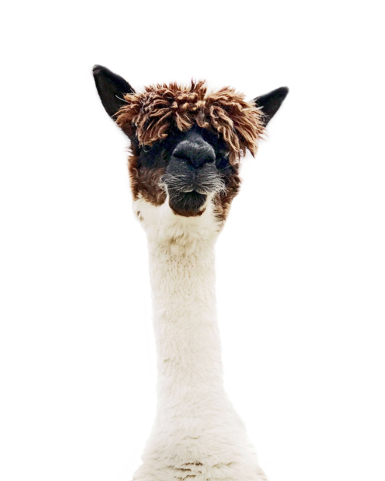 Pu&ograve; includere: Un alpaca bianco e marrone con una criniera marrone e soffice che guarda direttamente la telecamera.