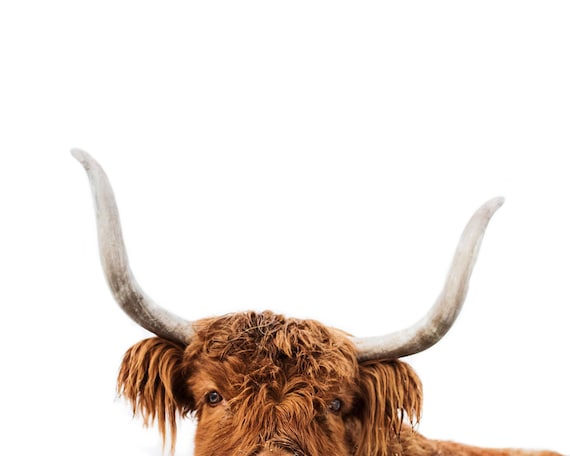 Shop Sweet Eyes highland cow print cow print cow highland cow from Etsy on Openhaus
