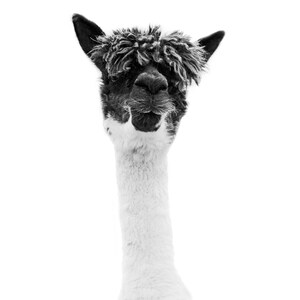 Pu&ograve; includere: Un alpaca bianco e nero con una testa di pelo soffice guarda direttamente la telecamera. L'alpaca ha un collo lungo e bianco e un corpo bianco.