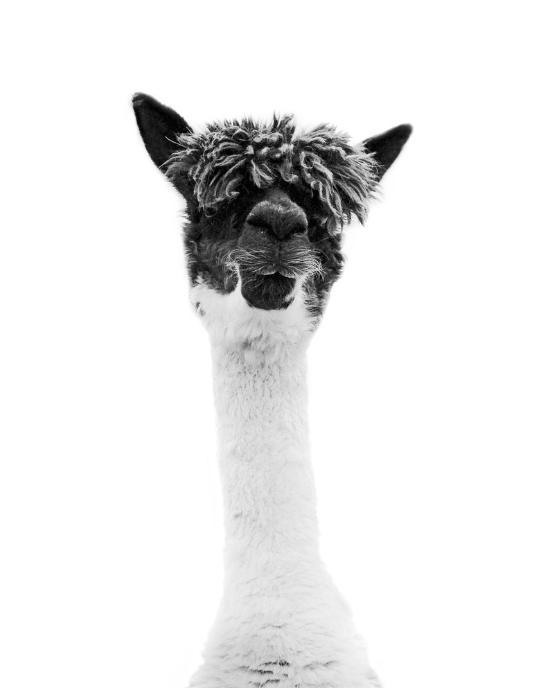 Pu&ograve; includere: Un alpaca bianco e nero con una testa di pelo soffice guarda direttamente la telecamera. L'alpaca ha un collo lungo e bianco e un corpo bianco.